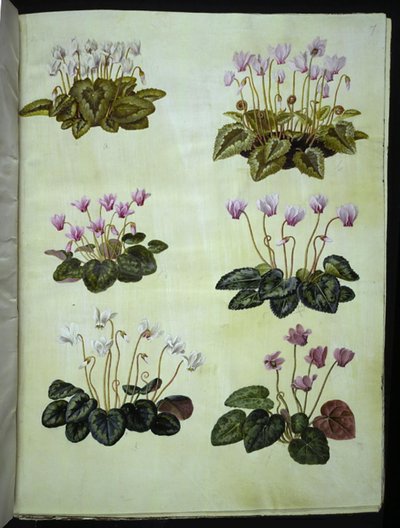 Cyclamen hederifolium (borostyánlevelű alpesi ibolya); Cyclamen purpurascens (igazi alpesi ibolya) alkotó: Hans Simon Holtzbecker