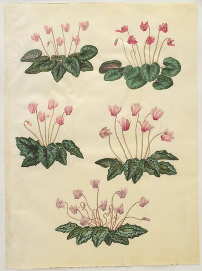 Cyclamen purpurascens; Cyclamen hederifolium alkotó: Hans Simon Holtzbecker