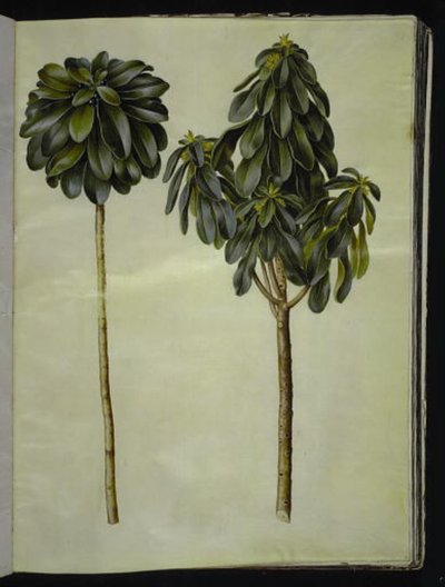 Daphne laureola (laurel-daphne) alkotó: Hans Simon Holtzbecker