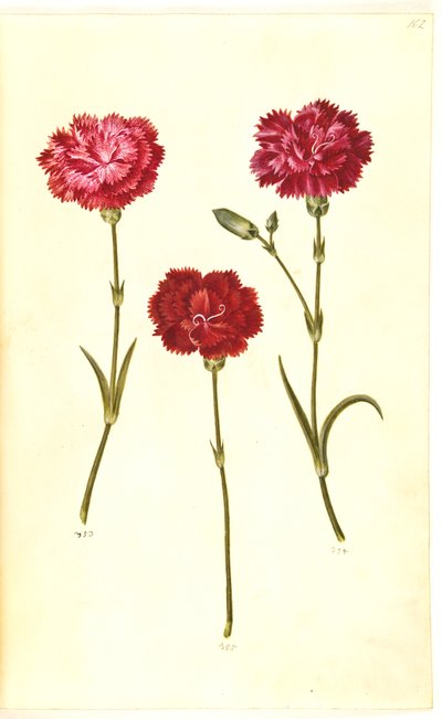 Dianthus caryophyllus (kerti szegfű) alkotó: Hans Simon Holtzbecker