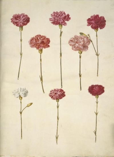 Dianthus caryophyllus (kerti szegfű) alkotó: Hans Simon Holtzbecker
