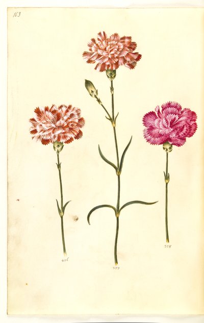 Dianthus caryophyllus (kerti szegfű) alkotó: Hans Simon Holtzbecker