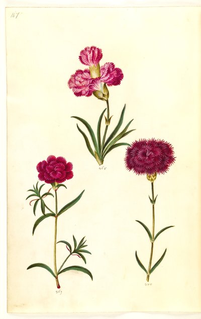 Dianthus caryophyllus (kerti szegfű) alkotó: Hans Simon Holtzbecker