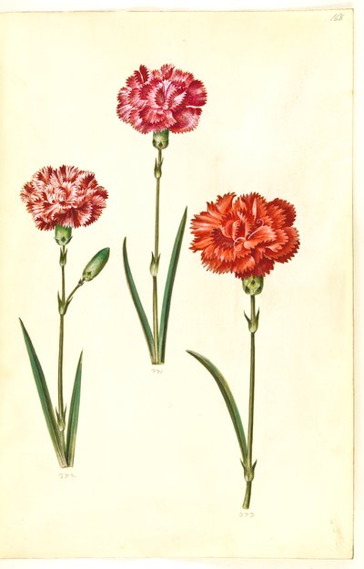 Dianthus caryophyllus (kerti szegfű) alkotó: Hans Simon Holtzbecker