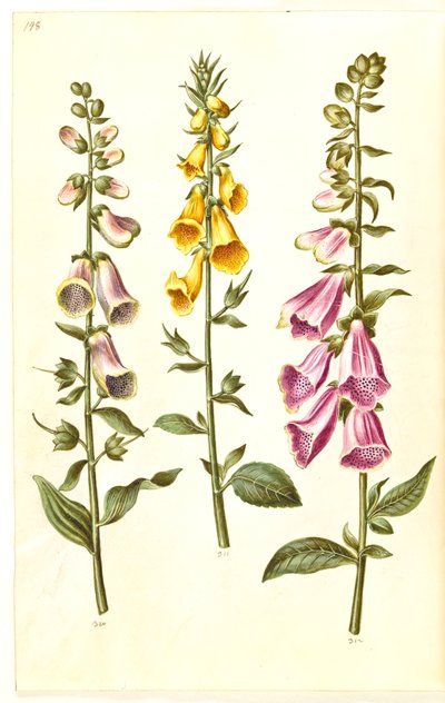 Digitalis purpurea (közönséges digitálisz); Digitalis grandiflora (nagy virágú gyűszűvirág) alkotó: Hans Simon Holtzbecker