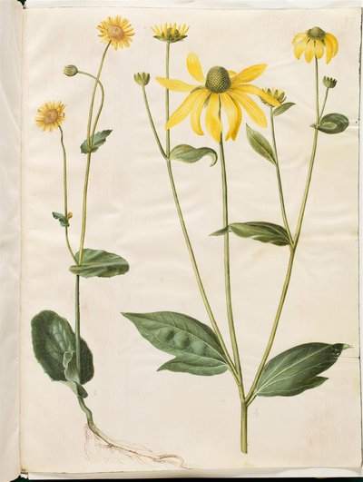 Doronicum pardalianches (hjertebladet gemserod); Rudbeckia laciniata (fliget solhat) alkotó: Hans Simon Holtzbecker