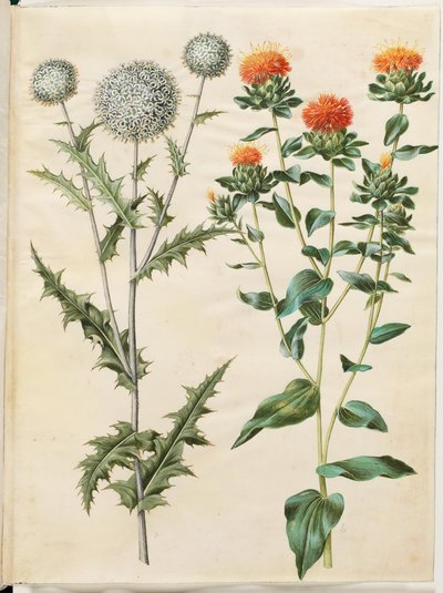 Echinops sphaerocephalus (almindelig tidselkugle); A pórsáfrány festése (gul saflortidsel) alkotó: Hans Simon Holtzbecker