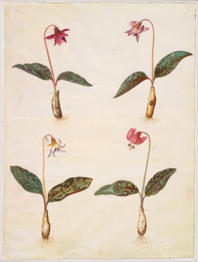 Erythronium dens-canis (igazi kutyafog) alkotó: Hans Simon Holtzbecker