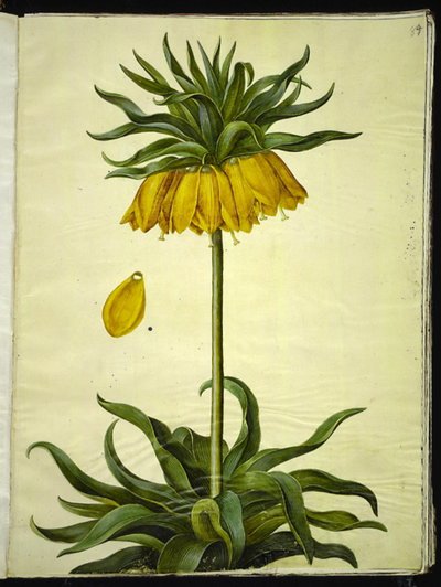 Fritillaria imperialis (koronacsászár) alkotó: Hans Simon Holtzbecker