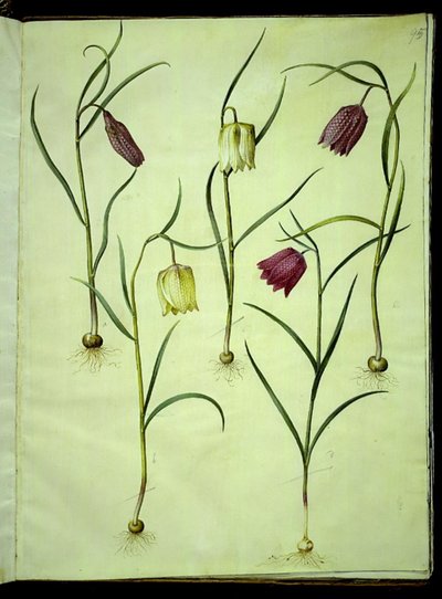 Fritillaria meleagris (közönséges viperatojás) alkotó: Hans Simon Holtzbecker