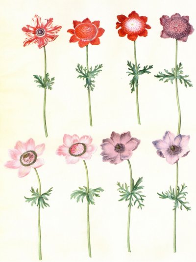 Gc25 koronária anemone alkotó: Hans Simon Holtzbecker
