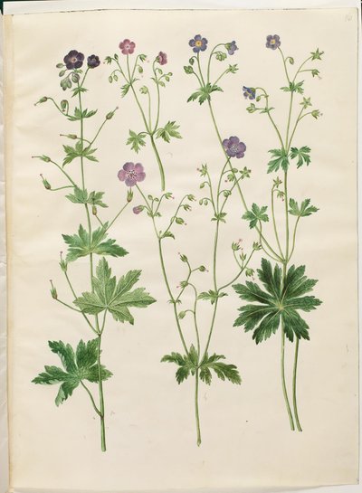 Geranium phaeum (hullámkoronás gólyacsőr); Geranium sylvaticum (erdei gólyacsőr) alkotó: Hans Simon Holtzbecker
