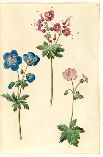 Geranium pratense (réti gólyacsőr); Geranium phaeum (hullámkoronás gólyacsőr); Geranium versicolor (hálós gólyacsőr) alkotó: Hans Simon Holtzbecker