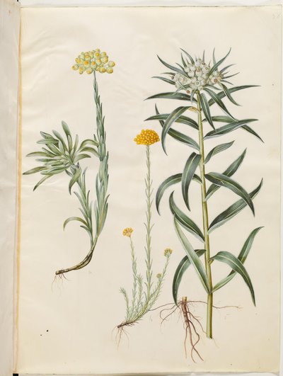 Helichrysum orientale (örökké tartó cserje); Helichrysum Stoechas (büdös örök virág); Anaphalis margaritacea (közönséges gyöngykosár) alkotó: Hans Simon Holtzbecker