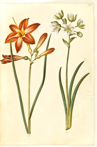 Hemerocallis fulva (brun daglije); Ornithogalum arabicum (mælkestjerne) alkotó: Hans Simon Holtzbecker