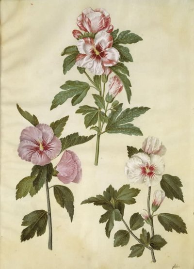Hibiscus syriacus (szír rózsa) alkotó: Hans Simon Holtzbecker