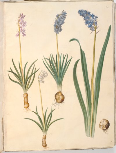 Hyacinthoides non-scripta (közönséges harangvirág); Hyacinthoides hispanica (spanyol harangvirág) alkotó: Hans Simon Holtzbecker