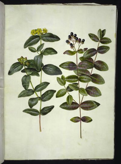 Hypericum androsaemum (bogyó orbáncfű) alkotó: Hans Simon Holtzbecker