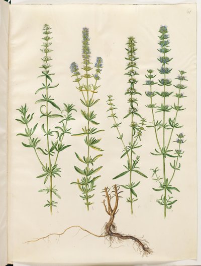 Hyssopus officinalis (igazi izsóp) alkotó: Hans Simon Holtzbecker