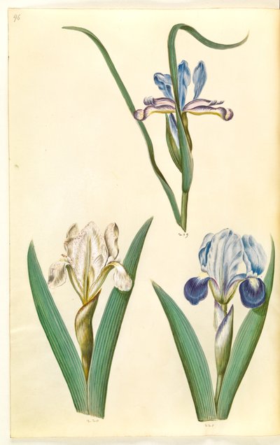 Iris graminea (fűlevelű írisz); Iris lutescens vagy Iris pumila (?) (törpe írisz vagy alacsony írisz) alkotó: Hans Simon Holtzbecker