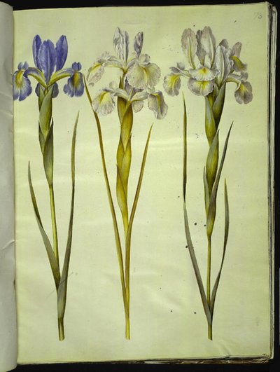 Iris latifolia (angol írisz) alkotó: Hans Simon Holtzbecker