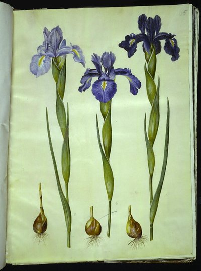 Iris latifolia (angol írisz) alkotó: Hans Simon Holtzbecker