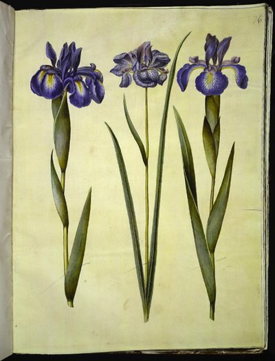 Iris latifolia (angol írisz); Iris sibirica (szibériai írisz) alkotó: Hans Simon Holtzbecker