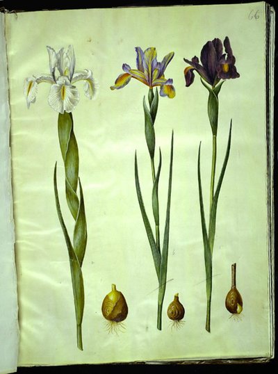 Iris latifolia (angol írisz); Iris xiphium (spanyol írisz) alkotó: Hans Simon Holtzbecker
