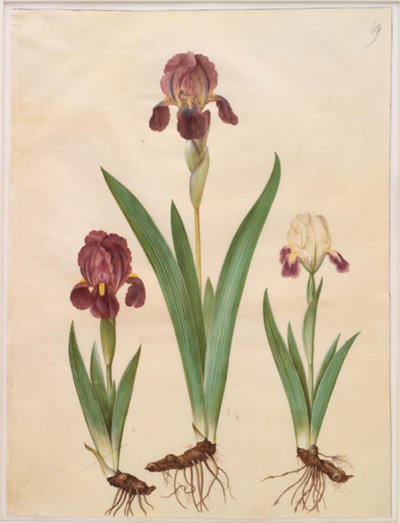Írisz × lurida (írisz-hibrid) alkotó: Hans Simon Holtzbecker