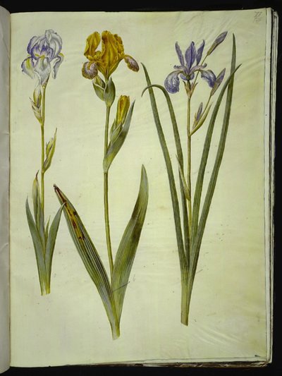 Halvány írisz (bleg írisz); Tarka írisz (broget iris); Szibériai írisz alkotó: Hans Simon Holtzbecker
