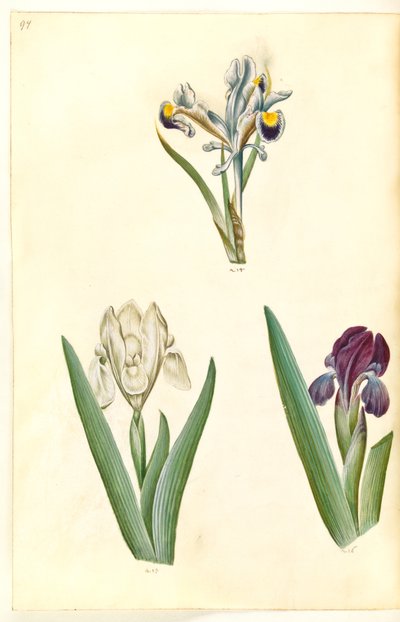 Iris persica (perzsa írisz); Iris lutescens vagy Iris pumila (?) (törpe írisz vagy alacsony írisz) alkotó: Hans Simon Holtzbecker