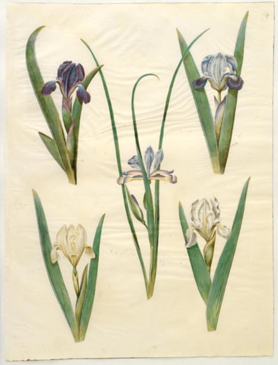 Iris pumila (alacsony írisz) vagy Iris lutescens (törpe írisz); Iris graminea (fűlevelű írisz) alkotó: Hans Simon Holtzbecker