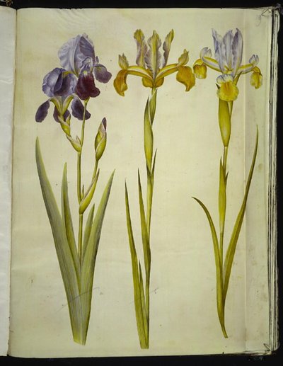 Iris ×sambucina (polcos írisz); Iris latifolia (angol írisz) alkotó: Hans Simon Holtzbecker