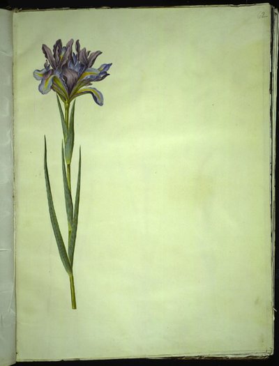 Iris xiphium (spanyol írisz) alkotó: Hans Simon Holtzbecker