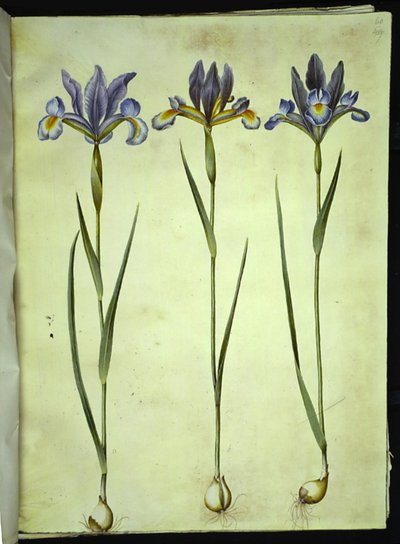 Iris xiphium (spanyol írisz) alkotó: Hans Simon Holtzbecker