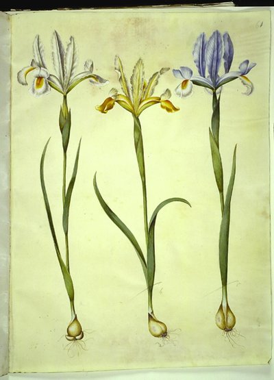 Iris xiphium (spanyol írisz) vagy Iris latifolia (angol írisz); Iris xiphium (spanyol írisz) alkotó: Hans Simon Holtzbecker