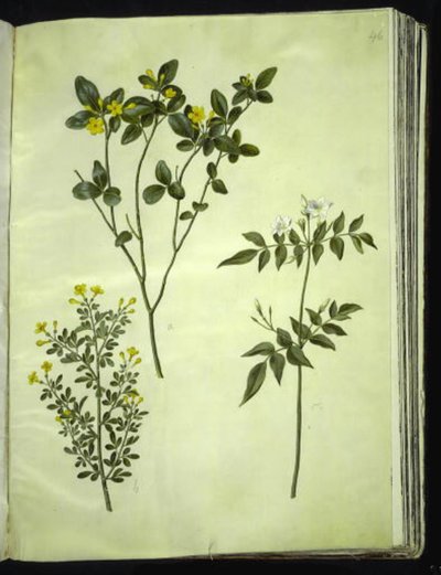 Jasminum odoratissimus (stue-jasmin); Jázminbokor (busk-jázmin); Jasminum grandiflorum (duft-jázmin) alkotó: Hans Simon Holtzbecker