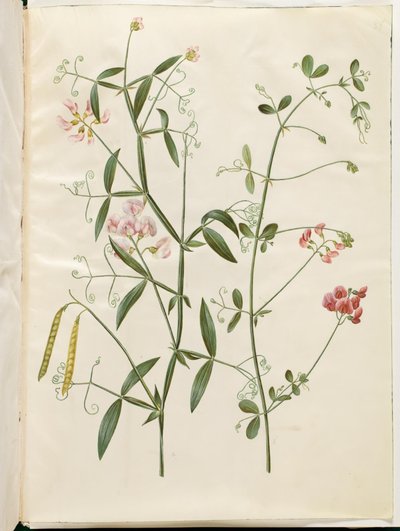 Lathyrus sylvestris (erdei lapos hüvely); Lathyrus tuberosus (lapos gumóhüvely) alkotó: Hans Simon Holtzbecker