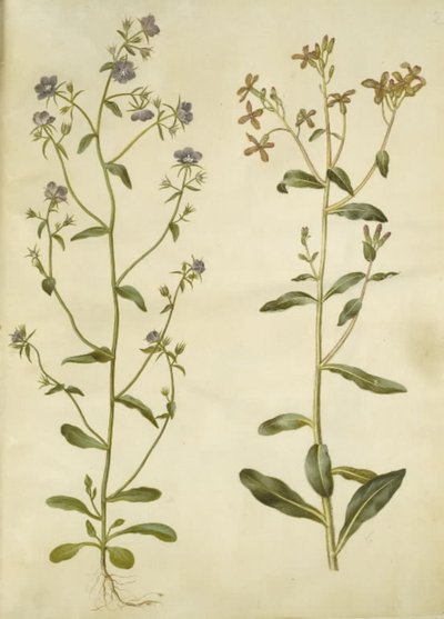 Legousia Vénusz-tükör (ægte venuspejl); szomorú hesperis (natviol) alkotó: Hans Simon Holtzbecker