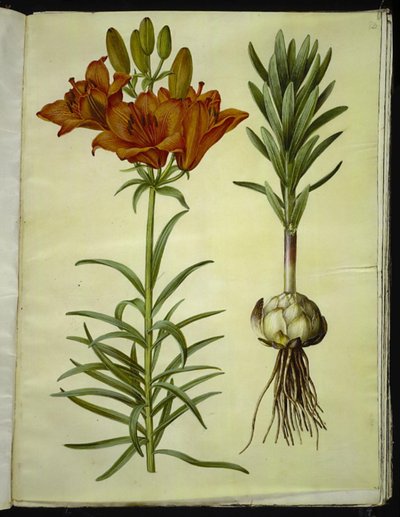 Lilium bulbiferum (tűzliliom) alkotó: Hans Simon Holtzbecker
