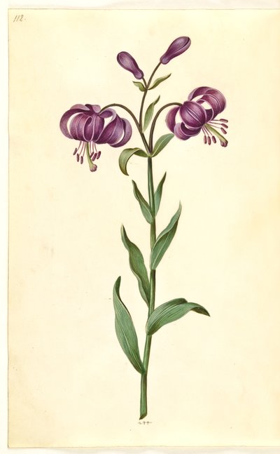Liliom martagon (liliom koszorú) alkotó: Hans Simon Holtzbecker