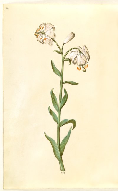 Liliom martagon (liliom koszorú) alkotó: Hans Simon Holtzbecker