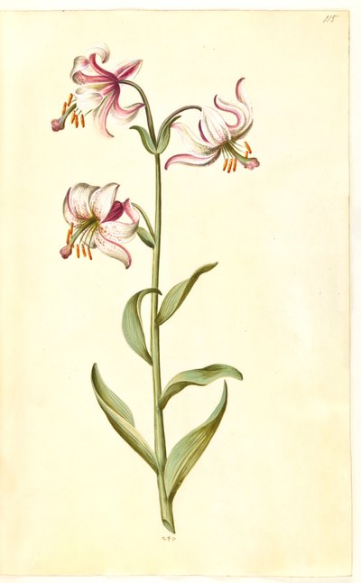 Liliom martagon (liliom koszorú) alkotó: Hans Simon Holtzbecker