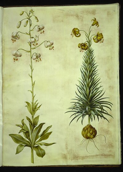 Lilium martagon (koszorús liliom); Lilium pyrenaicum (pireneusi liliom) alkotó: Hans Simon Holtzbecker