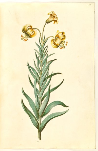 Lilium pyrenaicum (pireneusi liliom) alkotó: Hans Simon Holtzbecker