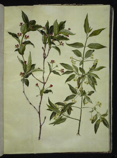 Lonicera alpigena (alpesi kecskelevél); Euonymus europaeus (közönséges csontfa) alkotó: Hans Simon Holtzbecker