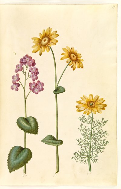 Hold éves (judaspenge); Doronicum pardalianches (hjertebladet gemserod); Vernal Adonis (vår-adonis) alkotó: Hans Simon Holtzbecker