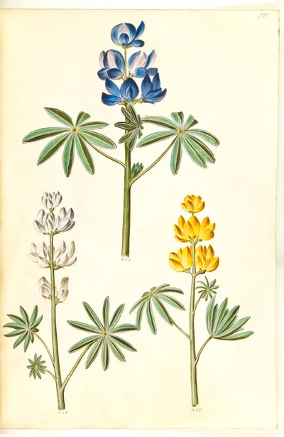 Szőrös farkas (blå lupin); fehér csillagfürt (hvid csillagfürt); Sárga csillagfürt (gul csillagfürt) alkotó: Hans Simon Holtzbecker