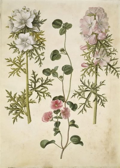 Malva moschata (pézsma lombkorona); Malva vagy Malope (art af katost vagy malope) alkotó: Hans Simon Holtzbecker