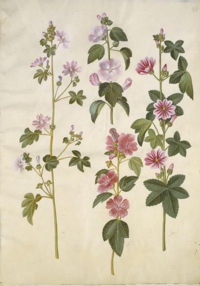 Malva sylvestris (közönséges macskasajt); Lavatera thuringiaca (német nyár rózsa) alkotó: Hans Simon Holtzbecker